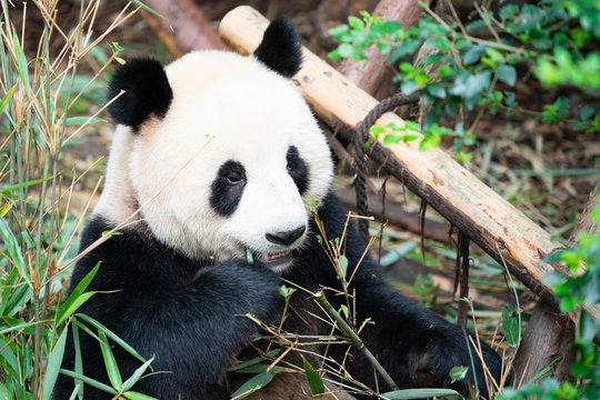 Portait of a Giant Panda eating bamboo leaves in Chengdu China © Keitma