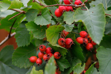 Obraz premium Red fruit of Crataegus monogyna, known as hawthorn or single-seeded hawthorn may