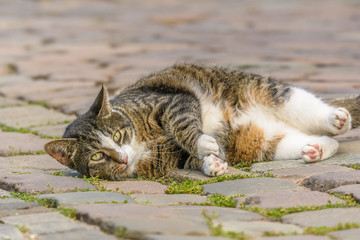 Eine getigerte Katze liegt auf Kopfsteinpflaster