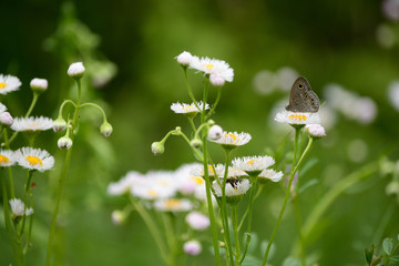 White flowers and brown butterfly.