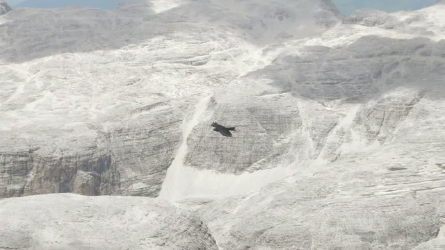 Black crow bird flying high and gliding over mountain peaks