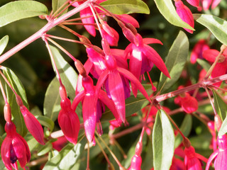 Obraz premium (Fuchsia magellanica) Gros plan sur des fuchsia de Magellan rouge et violacé aux étamines saillantes