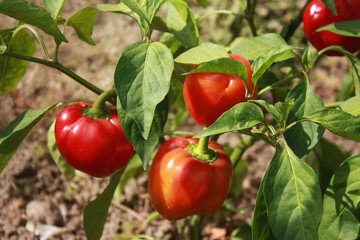 Red Pepper In Vegetable Garden