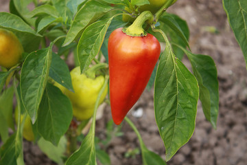 Red Pepper In Vegetable Garden