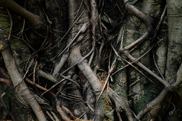 root on trunk of bodhi tree
