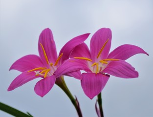 purple crocus flower