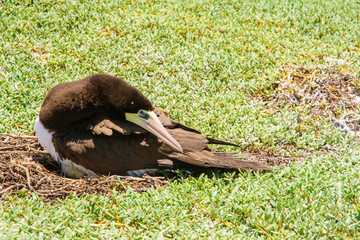  yelow-footed Booby (Sula leucogaster ) mom and unhatched egg in nest, , Los Roques National Park