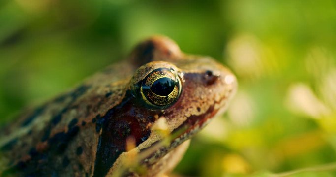 Close-up frog in the wild. hid among leaves and sticks. Macro shooting