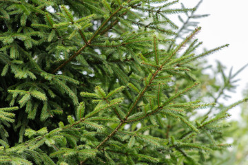 Background of Christmas tree branches.