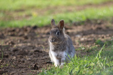 petit lapin en liberté