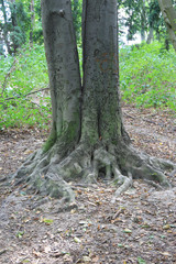 unusual root of a double tree