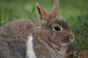 Fototapeta premium petit lapin en liberté