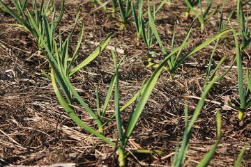 A close up of the young plants of garlic on garden-bed.