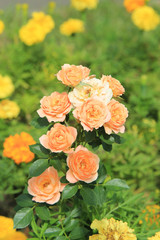 beautiful flowers in the summer park
