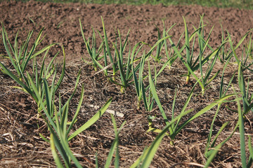 A close up of the young plants of garlic on garden-bed.