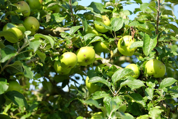 Biologiche Äpfel reifen in der Sonne