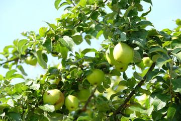 Grüne Äpfel reifen in der Sonne