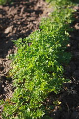 Leaves of young carrots in the garden in spring