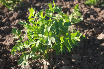 Leaves of young carrots in the garden in spring