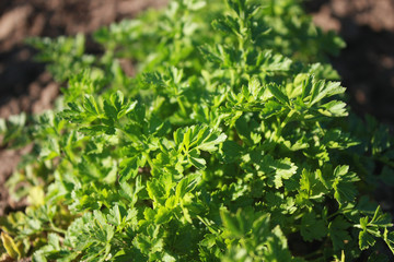 Leaves of young carrots in the garden in spring