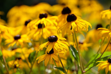 Rudbekia - Gelber Sonnenhut Im Sommer