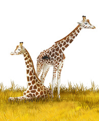Safari - giraffes on the meadow - illustration for children