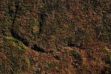 green moss on old concrete wall texture