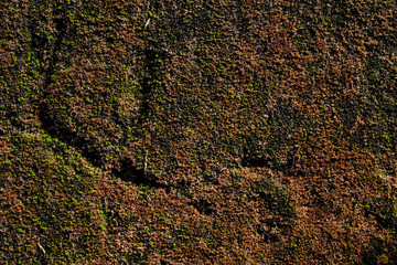 green moss on old concrete wall texture