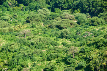 Beautiful bright background, consisting of many different types of trees of African forests