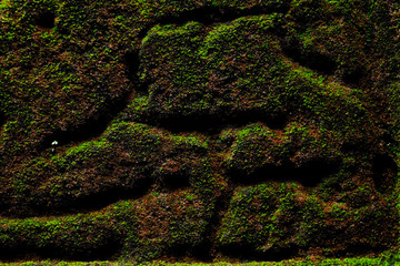 green moss on old concrete wall texture