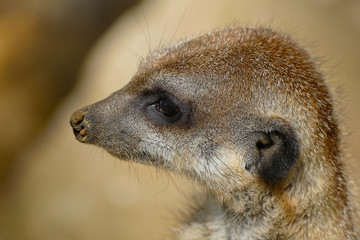 Erdmännchen
