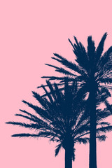 Tropical Vacation Background With Silhouetted Palm Trees With Pink Background Copy Space