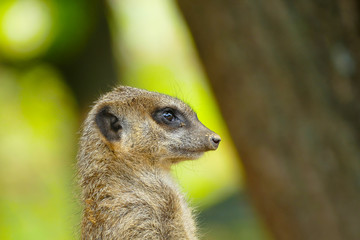 Erdmännchen