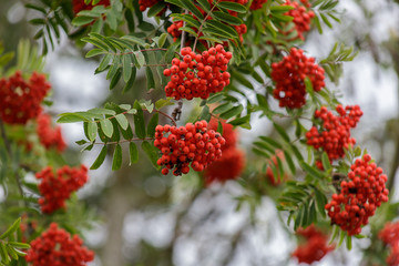 Red rowan berries on the rowan tree branches, ripe rowan berries closeup and green leaves in autumn garden