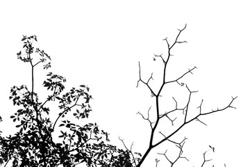 silhouette branch of tree on white background