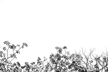 silhouette branch of tree on white background