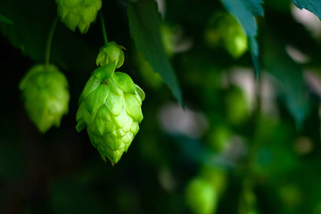 Brew hop cones hang in the field