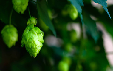Brew hop cones hang in the field