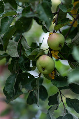 Organic apples hanging from a tree branch, apples in the orchard, apple fruit close up
