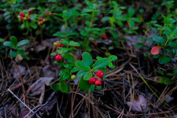  Red ripe berry, cowberry, cranberry plant in the forest  in summer. 