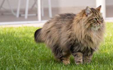 Naklejka na ściany i meble Hypoallergenic cat with long hair outdoor in a garden. Siberian breed of pet