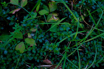 the leaves of lingonberry, cowberry, cranberries in the woods in the summer.