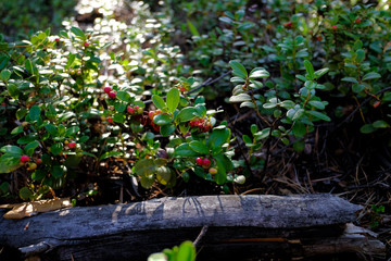  Red ripe berry, cowberry, cranberry plant in the forest  in summer. 