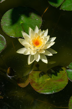 White water lily (Nymphaea Chromatella), blooming with afternoon sunlight, in summer