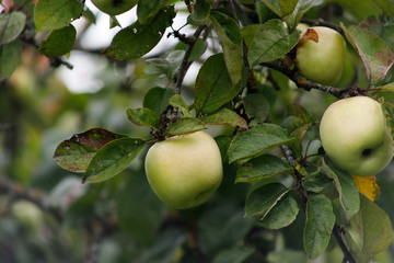 Organic apples hanging from a tree branch, apples in the orchard, apple fruit close up