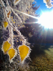 Gelbe Bl&auml;tter mit Raureif in der Morgensonne.