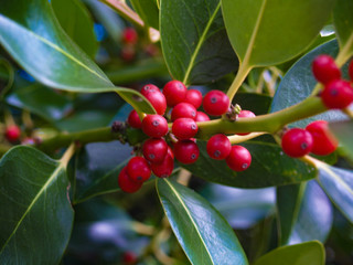 Immergr&uuml;ner Busch mit roten Beere &ndash; Ilex.