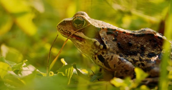 Close-up frog in the wild. hid among leaves and sticks. Macro shooting