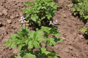 Potato flowers in the garden