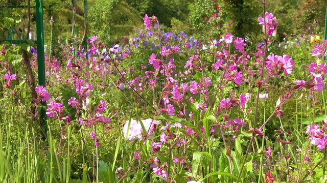Flowers grow in the garden of Claude Monet in Giverny France.
